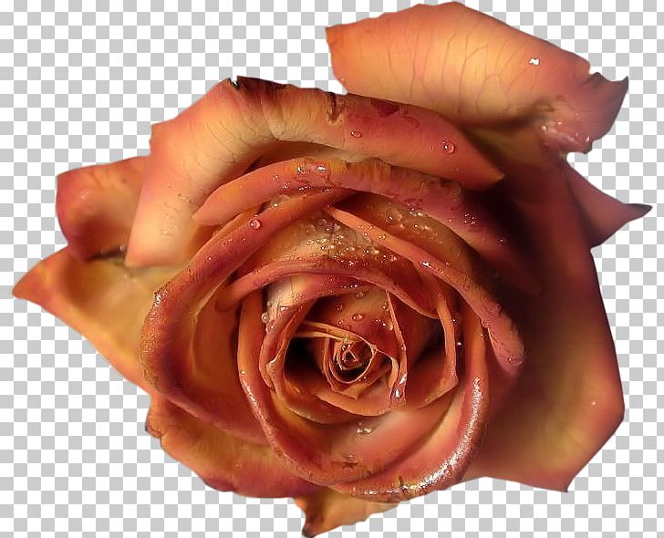 Blue Rose Flower PNG, Clipart, Blue, Blue Rose, Clip Art, Closeup, Cut Flowers Free PNG Download