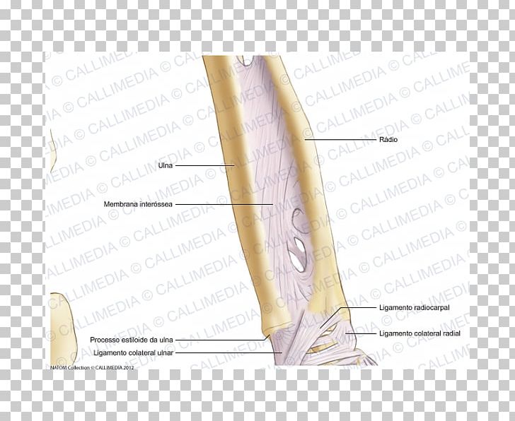 Finger Line Angle PNG, Clipart, Angle, Arm, Art, Ear, Finger Free PNG Download
