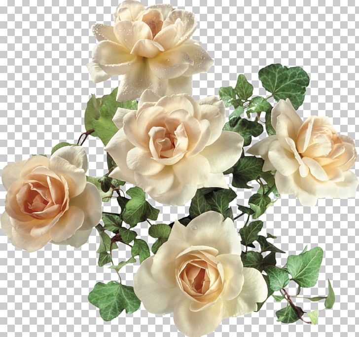 Garden Roses Flower Beach Rose PNG, Clipart, Artificial Flower, Blog, Cut Flowers, Data, Data Compression Free PNG Download
