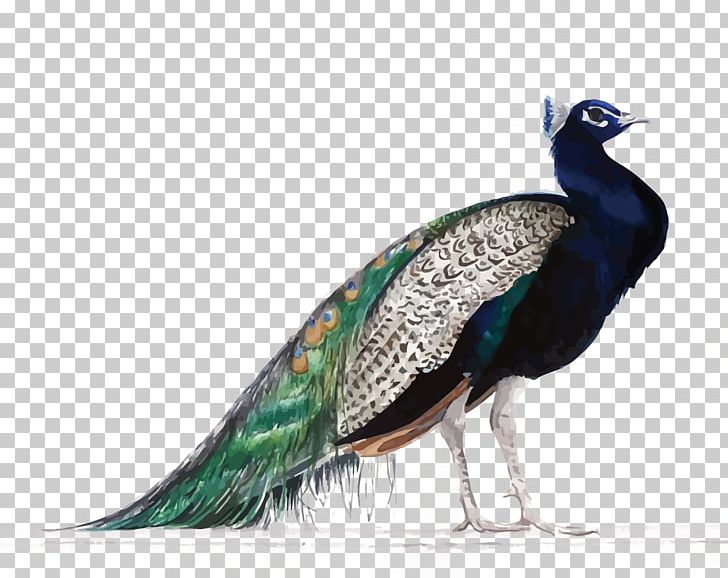 The Peafowl Of The World Bird Painting PNG, Clipart, Animals, Asiatic Peafowl, Beak, Birds, Deviantart Free PNG Download