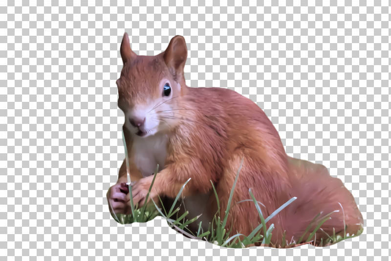 Squirrel Eurasian Red Squirrel Snout Animal Figure Wildlife PNG, Clipart, Animal Figure, Eurasian Red Squirrel, Fawn, Snout, Squirrel Free PNG Download