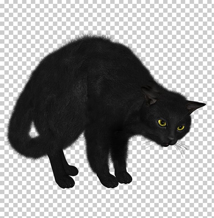 Siamese Cat Kitten Black Cat Cat Food Png Clipart Animals Asian
