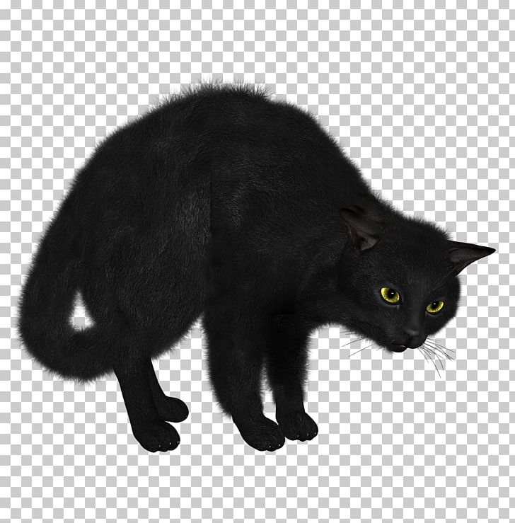 Siamese Cat Kitten Black Cat Cat Food PNG, Clipart, Animals, Asian Semi Longhair, Black, Bombay, Carnivoran Free PNG Download