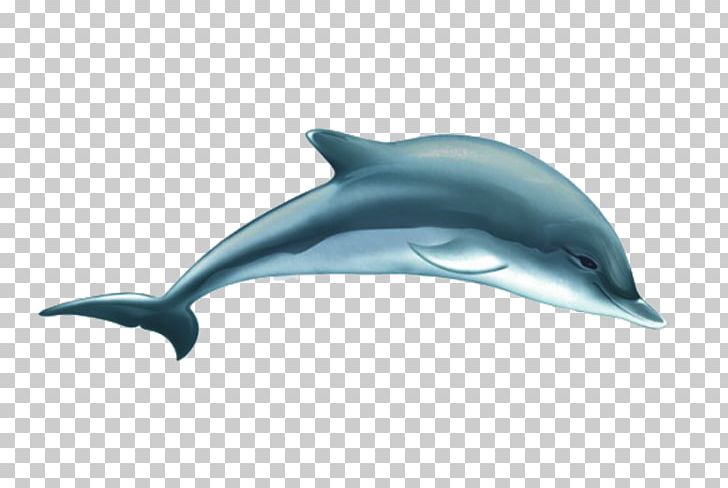 Common Bottlenose Dolphin Short-beaked Common Dolphin Tucuxi White-beaked Dolphin Wholphin PNG, Clipart, Animal, Animals, Blue, Cartoon, Cartoon Character Free PNG Download