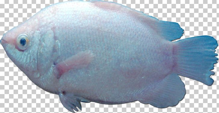 Fish Gill Marine Biology Sea PNG, Clipart, Animal, Animals, Aqua, Blue, Coral Reef Fish Free PNG Download