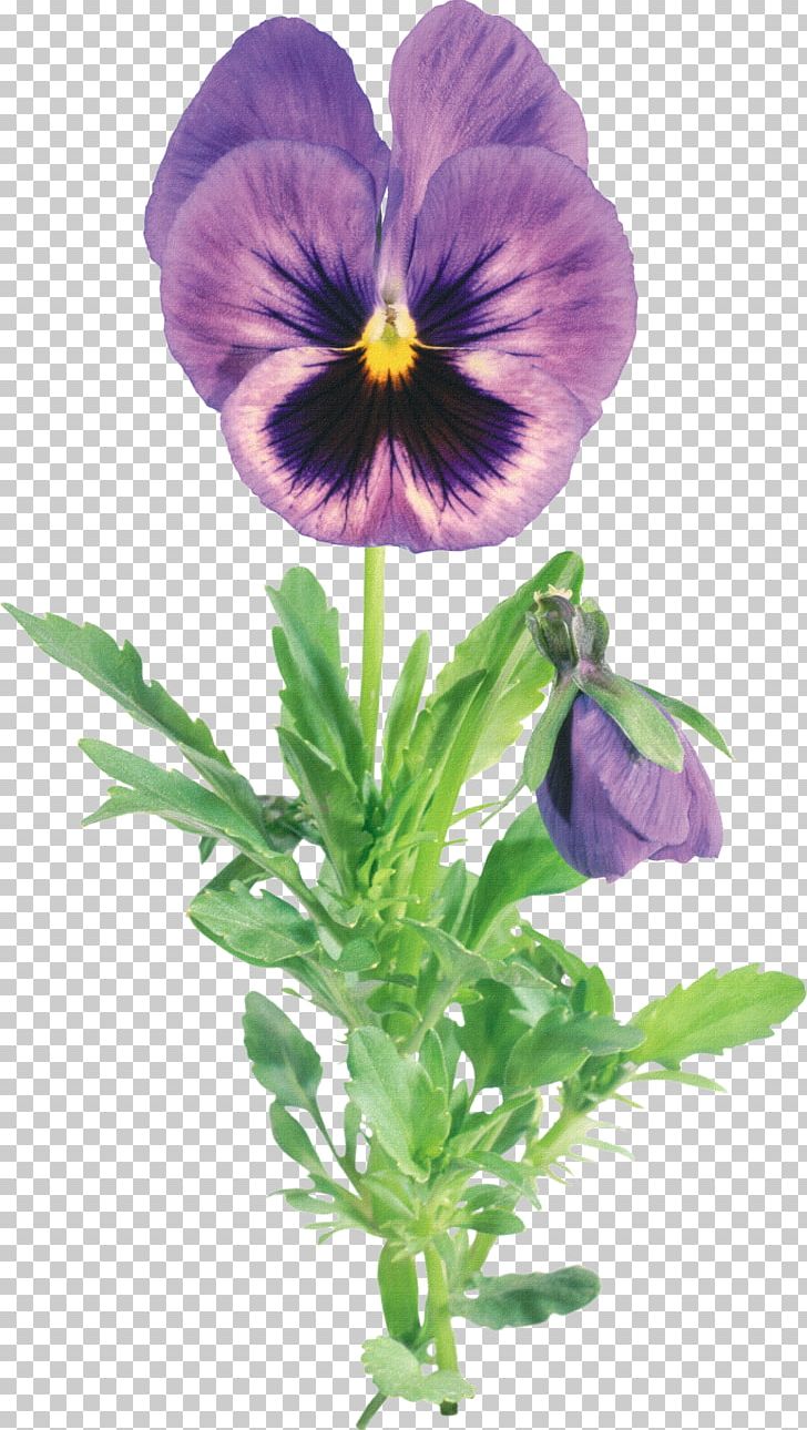 Viola Tricolor Frame PNG, Clipart, Abstract, Abstract Flowers Pictures, Abstract Lines, Art, Cartoon Free PNG Download