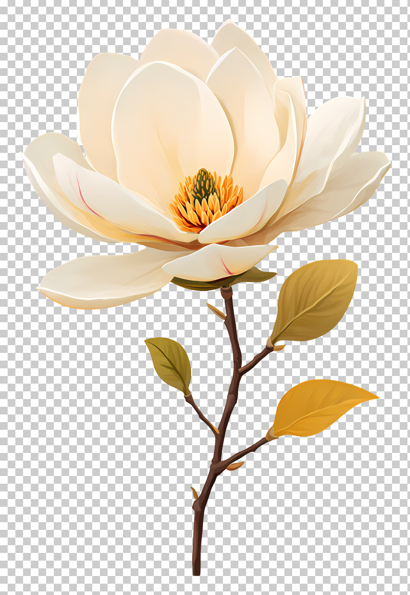 Elegant Cream Magnolia Branch PNG