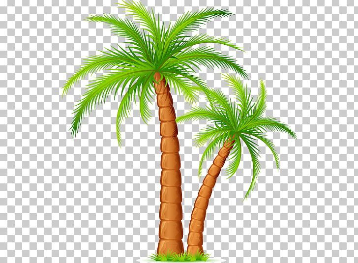 Arecaceae Drawing Photography PNG, Clipart, Animaatio, Arecaceae, Arecales, Attalea Speciosa, Blog Free PNG Download