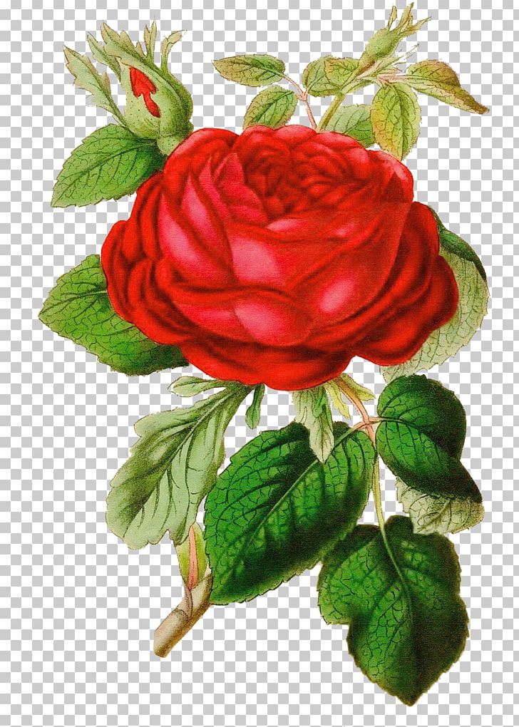 Rose Vintage Clothing PNG, Clipart, Antique, Clip Art, Color, Cut Flowers, Damask Rose Free PNG Download