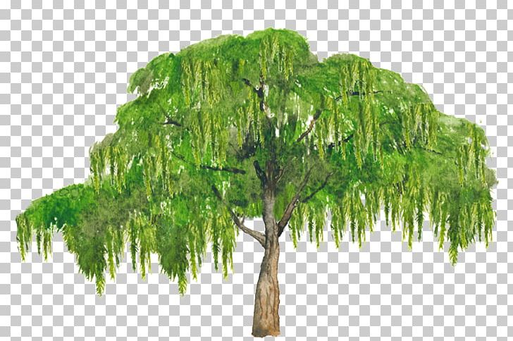 Schinus Molle Broad-leaved Tree Evergreen Pepper PNG, Clipart, Bark, Branch, Broadleaved Tree, Crown, Evergreen Free PNG Download