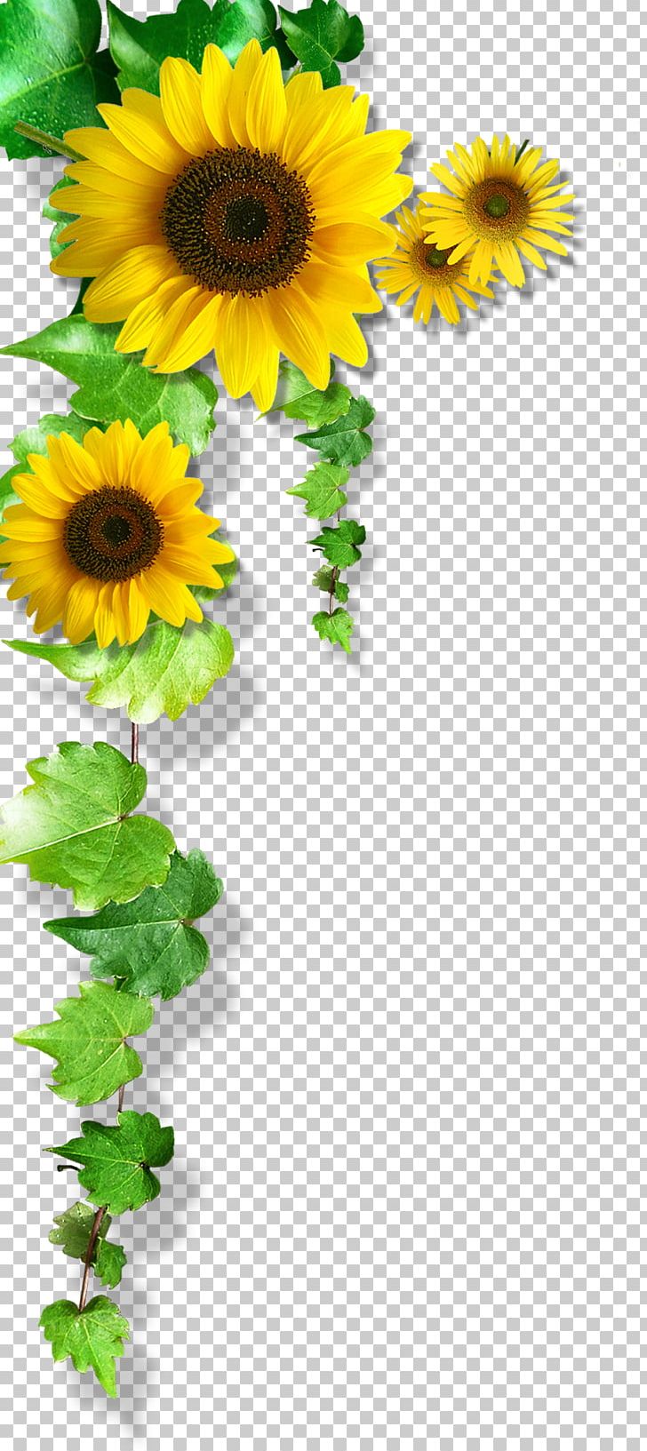 Common Sunflower PNG, Clipart, Adobe Illustrator, Beauty, Daisy Family, Encapsulated Postscript, Flower Free PNG Download
