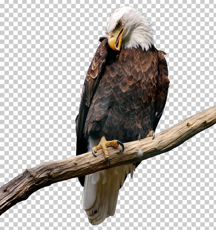Eagle Bitmap Computer File PNG, Clipart, Accipitriformes, Animation, Bald Eagle, Beak, Bird Free PNG Download