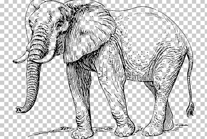 Asian Elephant African Elephant Elephantidae Drawing PNG, Clipart, African Elephant, Animal Figure, Asian Elephant, Big Cats, Black And White Free PNG Download