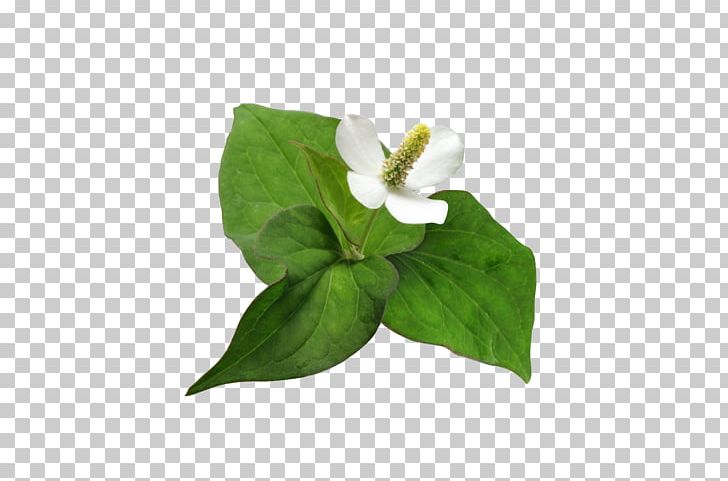 Chameleon Plant Comedo Flower Skin PNG, Clipart, Acne, Chameleon Plant, Comedo, Cosmetics, Flower Free PNG Download