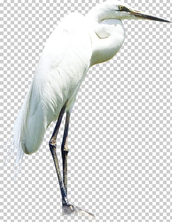 Heron Little Egret Great Egret PNG, Clipart, Animal, Beak, Bird, Ciconiiformes, Crane Bird Free PNG Download