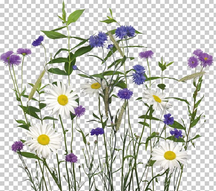 Flower Of The Fields Dendranthema Lavandulifolium German Chamomile PNG, Clipart, Annual Plant, Aster, Camomile, Chamaemelum Nobile, Chamomile Free PNG Download