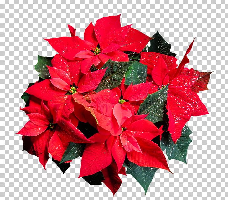 Poinsettia Flower Plant PNG, Clipart, Annual Plant, Blossom, Christmas, Cut Flowers, Flower Free PNG Download