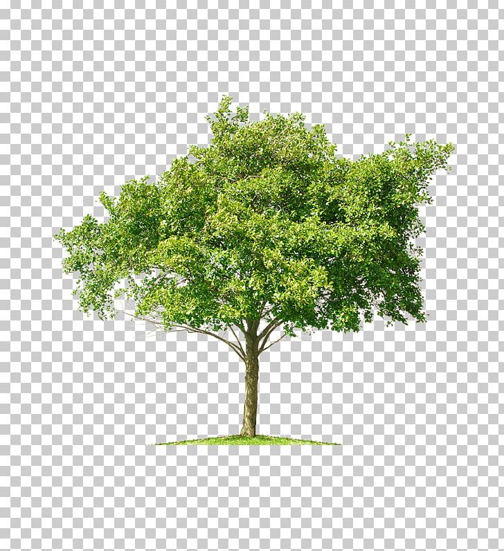 Stock Photography Tree Mangifera Indica PNG, Clipart, Branch, Cherry Plum, Deciduous, Mangifera Indica, Oak Free PNG Download