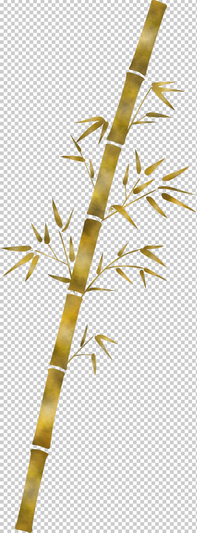 Bamboo Leaf PNG, Clipart, Bamboo, Branch, Flower, Grass Family, Leaf Free PNG Download