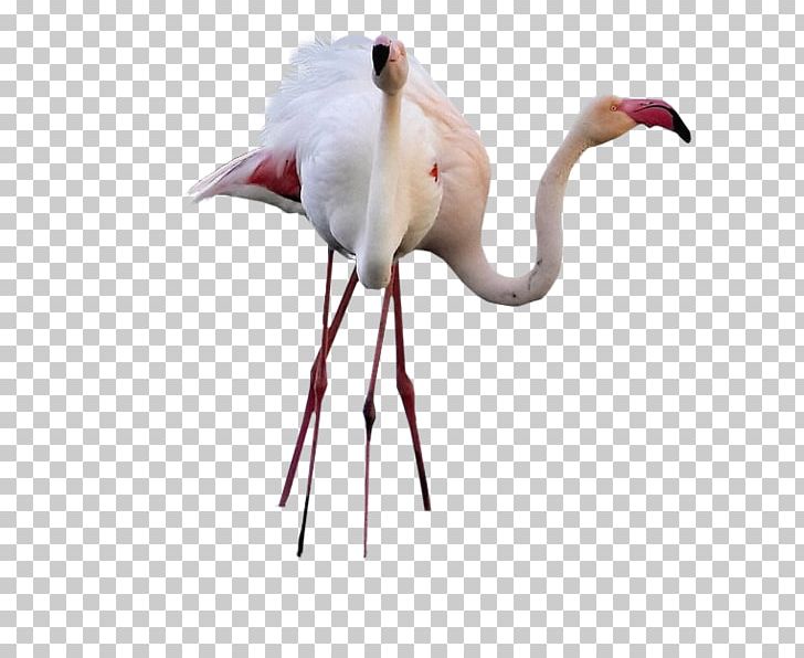 Bird Greater Flamingo Desktop High-definition Television PNG, Clipart, Animals, Beak, Bird, Centerblog, Crane Like Bird Free PNG Download