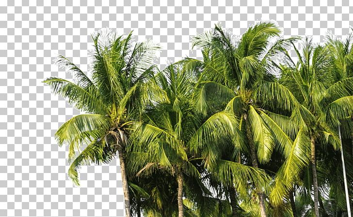 Coconut Oil Arecaceae Tree Technology PNG, Clipart, Arecaceae, Arecales, Attalea Speciosa, Borassus Flabellifer, Coconut Free PNG Download