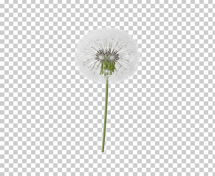 Dandelion PNG, Clipart, Colour, Dandelion, Download, Drawing, Email Free PNG Download