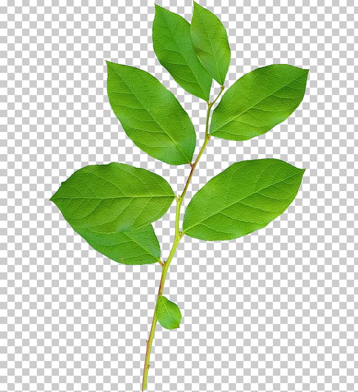 Leaf Branch PNG, Clipart, Branch, Desktop Wallpaper, Digital Image, Green, Information Free PNG Download