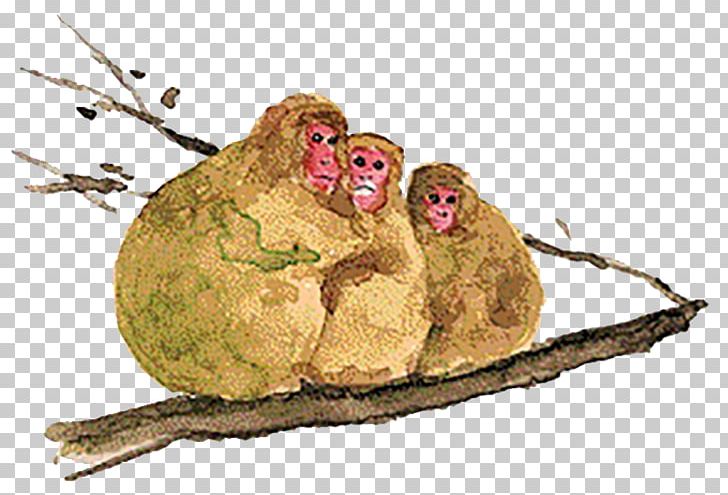 Monkey Tree Facial Expression PNG, Clipart, Animals, Branch, Branches, Brown, Carnivoran Free PNG Download