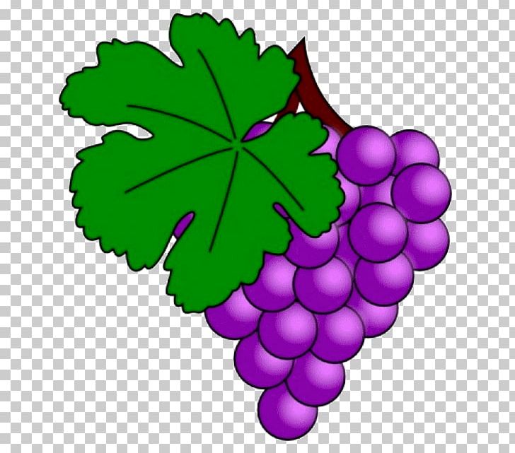 Common Grape Vine Juice Grape Leaves PNG, Clipart, Common Grape Vine, Fca, Flowering Plant, Food, Fruit Free PNG Download