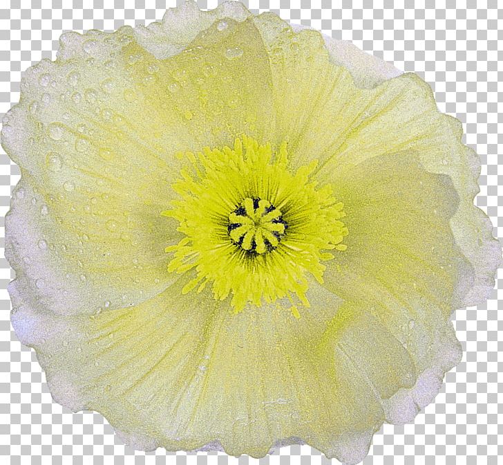 Cut Flowers Petal Flowering Plant The Poppy Family PNG, Clipart, Cut Flowers, Flower, Flowering Plant, Flowers, Herbaceous Plant Free PNG Download