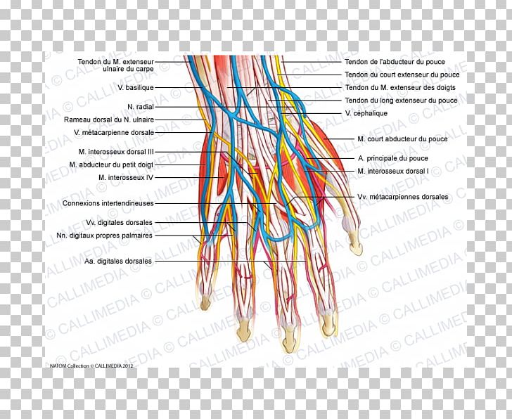 Hand Blood Vessel Nervous System Muscle Muscular System PNG, Clipart, Anatomy, Artery, Blood Vessel, Extensor Digitorum Muscle, Forearm Free PNG Download
