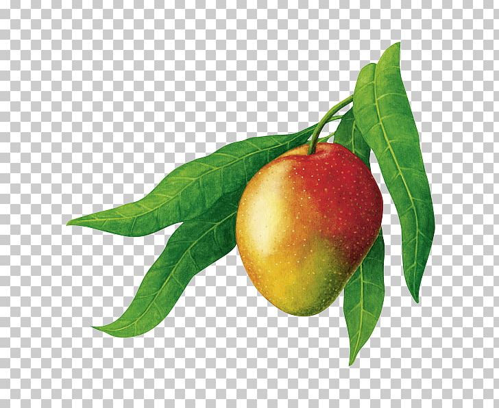 Organic Food Mangifera Indica RAPUNZEL NATURKOST GmbH Natural Foods PNG, Clipart, Apple, Coffee, Drawing, Food, Fruit Free PNG Download