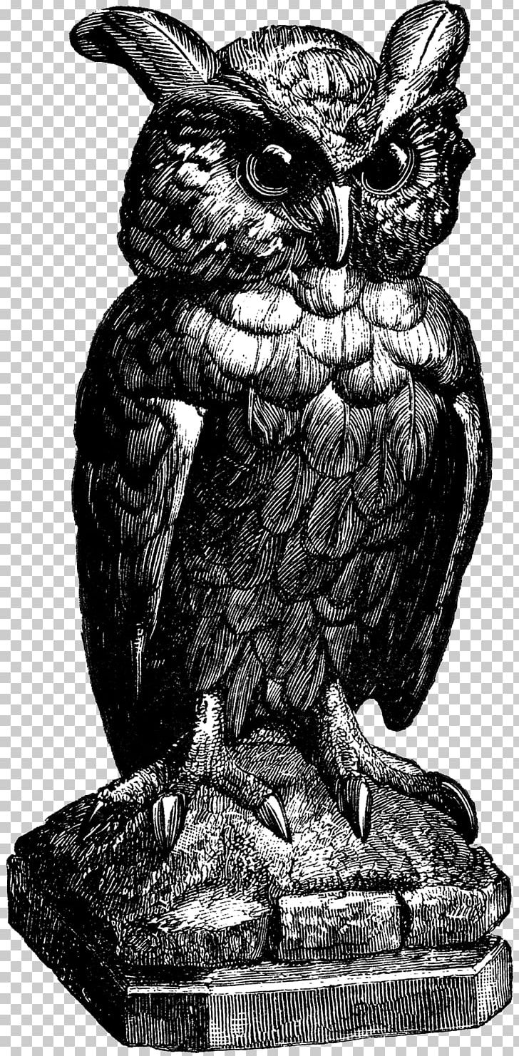 Owl Graphics Illustration PNG, Clipart, Animals, Art, Beak, Bird, Bird Of Prey Free PNG Download
