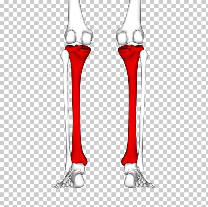 Tibia Human Skeleton Fibula Joint Bone PNG, Clipart, Ankle, Appendicular Skeleton, Bone, Fantasy, Femur Free PNG Download