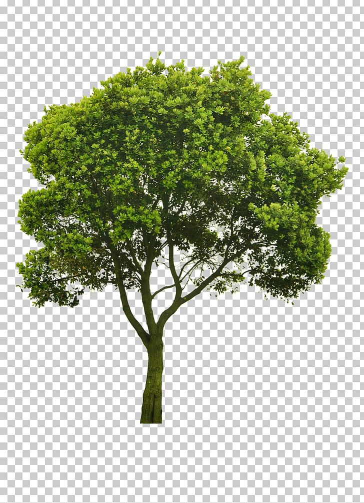 Tree Stock Photography PNG, Clipart, Branch, Desktop Wallpaper, Display Resolution, Grass, Image Resolution Free PNG Download
