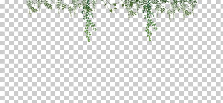 Vine Woody Plant Ivy PNG, Clipart, Branch, Good Luck Charlie, Grass, Information, Ivy Free PNG Download
