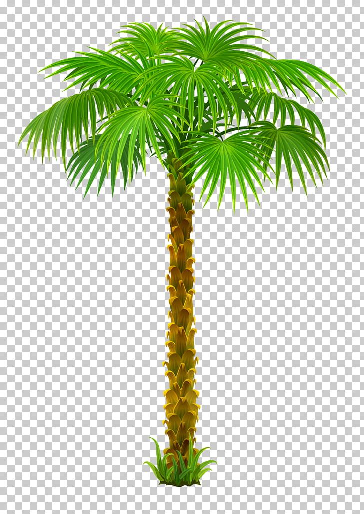Arecaceae Tree PNG, Clipart, Arecaceae, Arecales, Beach, Borassus Flabellifer, Christmas Decoration Free PNG Download