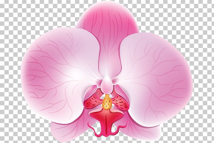 Moth Orchids Petal Haiku: An Anthology Of Japanese Poems PNG, Clipart, Art, Clip, Computer, Desktop Wallpaper, Flower Free PNG Download