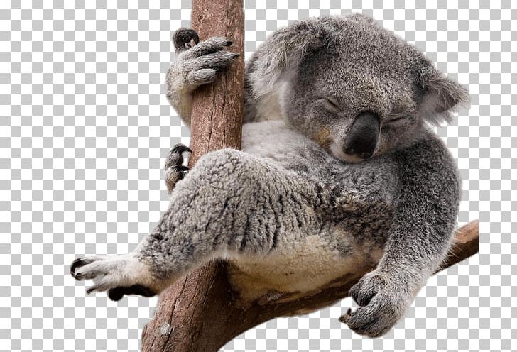 Napping Koala Bear In Eucalyptus Tree Png Clipart Eucalyptus