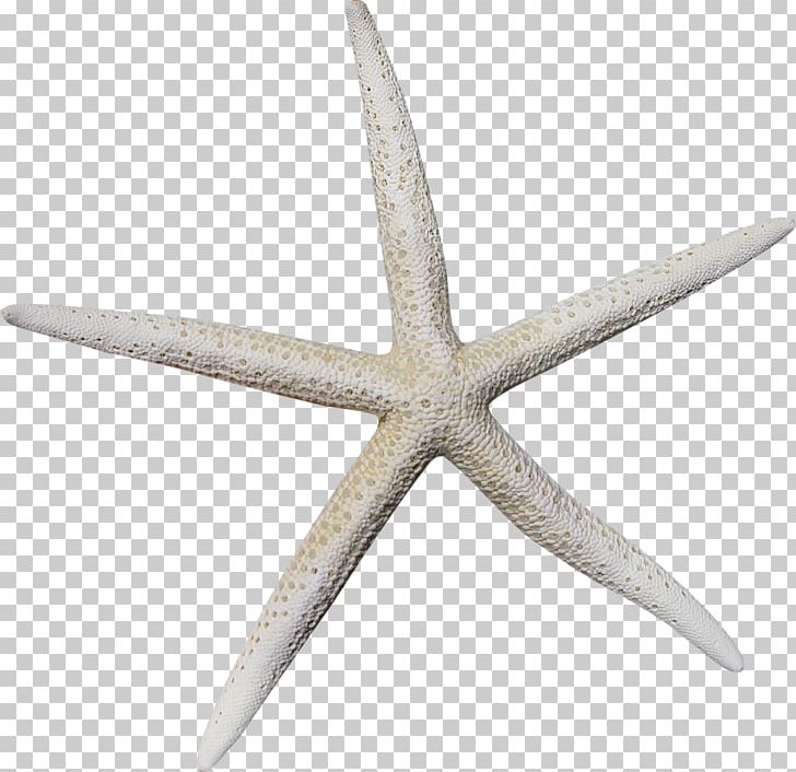 Starfish Icon PNG, Clipart, Adobe Illustrator, Angle, Animals, Creative, Creative Sea Free PNG Download