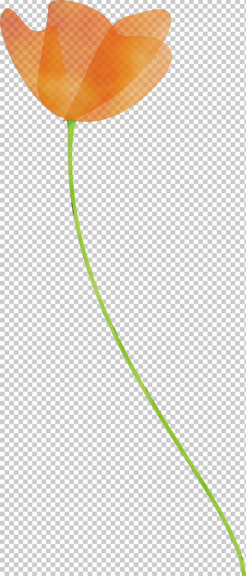 Tulip Plant Flower Plant Stem Pedicel PNG, Clipart, Anthurium, Flower, Lily Family, Paint, Pedicel Free PNG Download