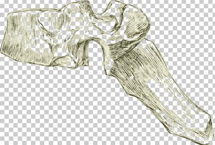 Bone Vertebral Column Thoracic Vertebrae Dorsum Lumbar Vertebrae PNG, Clipart, Anatomy, Angle, Arm, Axial Skeleton, Black And White Free PNG Download