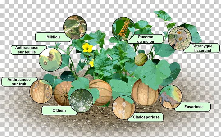 Downy Mildew Disease Aphid Kitchen Garden PNG, Clipart, Aphid, Bordeaux Mixture, Canker, Cantaloupe, Disease Free PNG Download