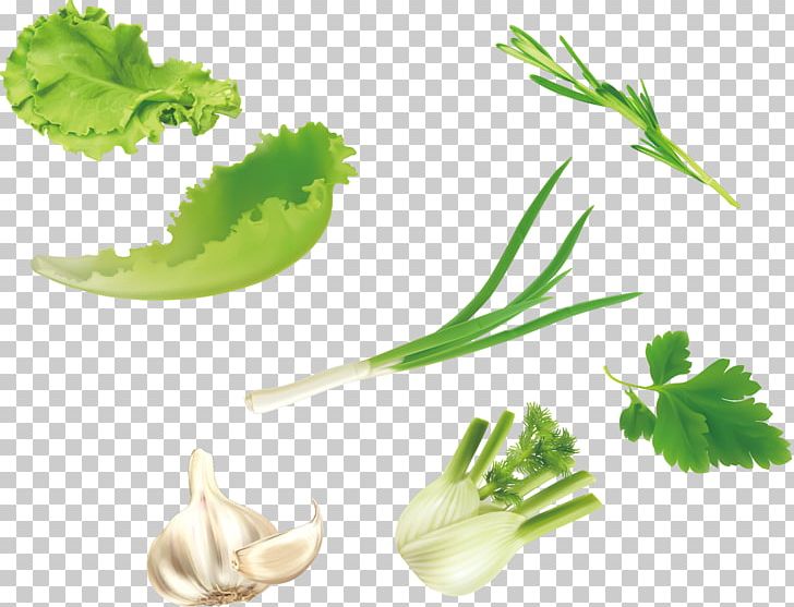 Leaf Vegetable U7dd1u9ec4u8272u91ceu83dc Salad PNG, Clipart, Bitter Melon, Food, Garlic, Garlic Vector, Grass Free PNG Download
