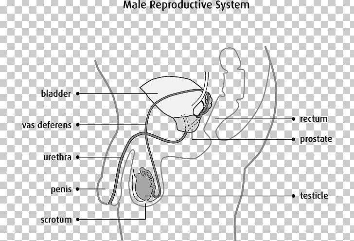 Male Reproductive System Testicle Scrotum Prostate Cancer PNG, Clipart, Abdomen, Anatomy, Angle, Arm, Art Free PNG Download