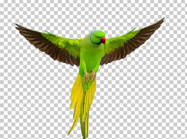 Parrot Lovebird Rose-ringed Parakeet Budgerigar PNG, Clipart, Animal, Animals, Beak, Bird, Birdwatching Free PNG Download