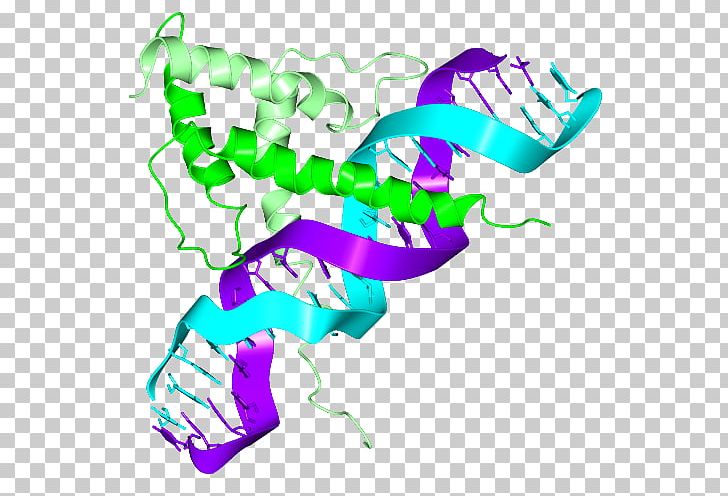 Basic Helix-loop-helix Structural Motif Helix-turn-helix DNA-binding Domain PNG, Clipart, Art, Artwork, Basic Helixloophelix, Dna, Dnabinding Domain Free PNG Download