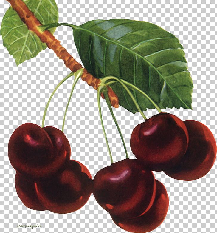 Nalewka Cherry Marmalade Berry Fruit PNG, Clipart, Amaretto, Auglis, Berry, Cerasus, Cherry Free PNG Download