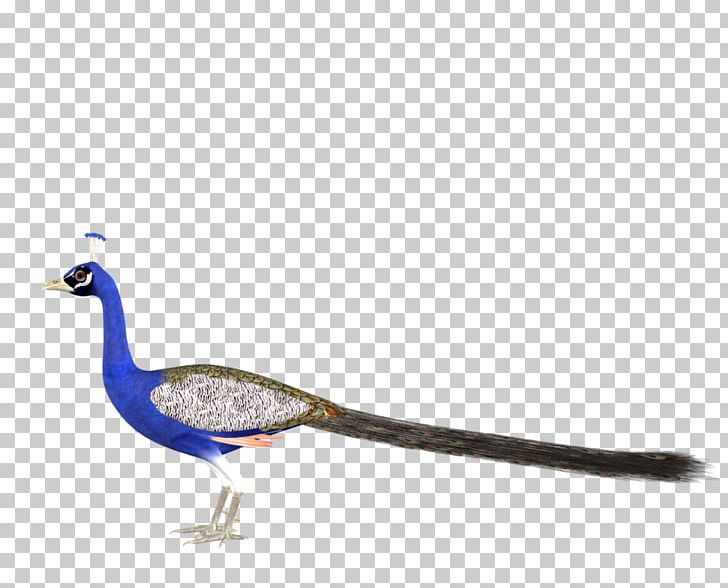 Duck Peafowl PNG, Clipart, Adobe Illustrator, Animals, Beak, Bird, Bow Free PNG Download