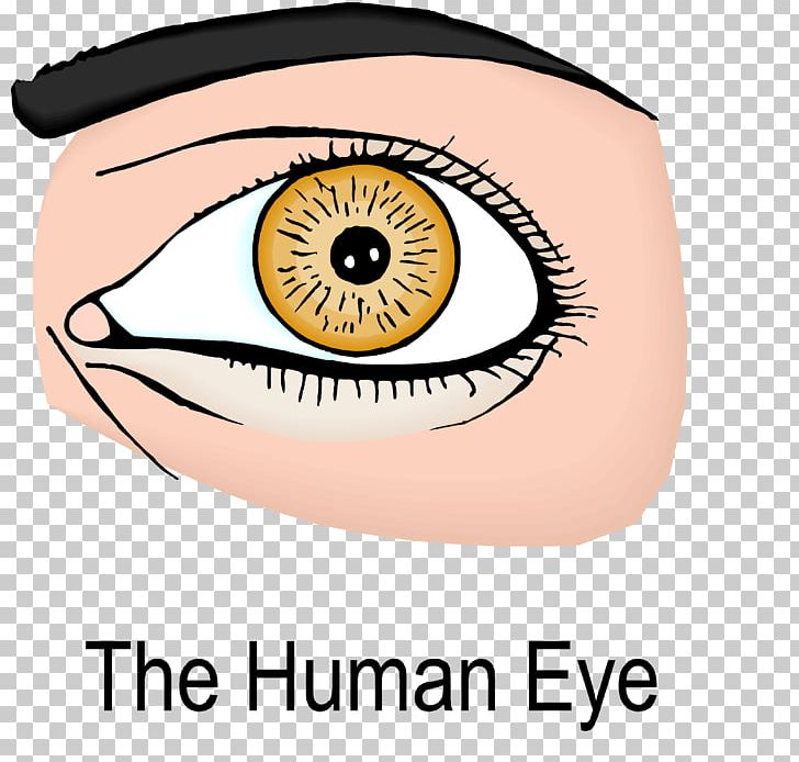 eyeball, meaning of eyeball in Longman Dictionary of Contemporary English